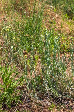 Helchrysum arenaryumu L ayrıca cüce sonsuzluğu olarak da bilinir..