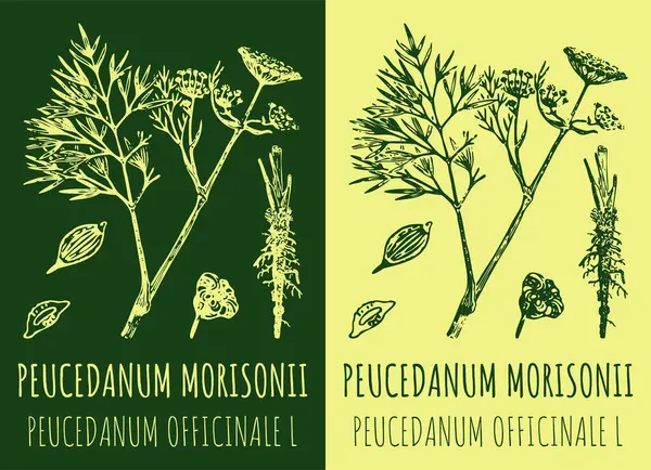 Peucedanum Morisonii Rajz Kézzel Rajzolt Illusztráció Latin Név Peucedanum Officinale — Stock Fotó