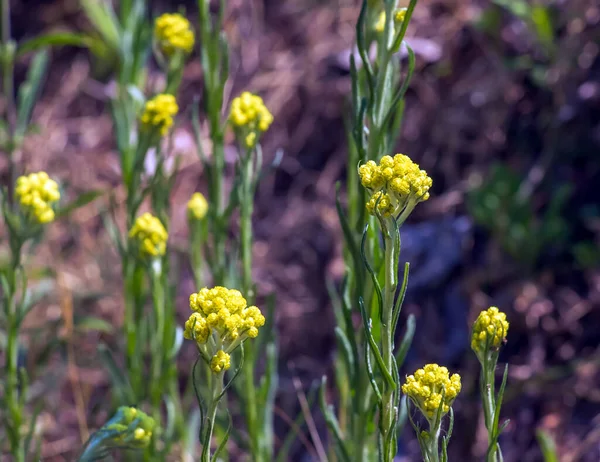 Helichrysum Arenarium Staat Ook Wel Bekend Als Dwerg Everlast Als — Stockfoto