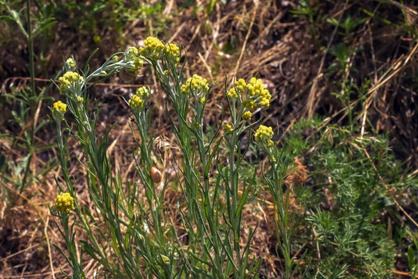 Helichrysum Arenarium Néven Ismert Törpe Everlast Immortelle — Stock Fotó