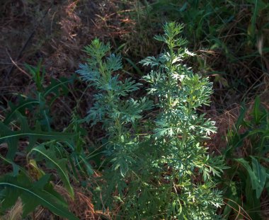 Bulanık bir arkaplanda Wormwood ya da Artemisia Absinthium L