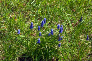 Üzüm sümbülü ya da Muscari ihmal, uzun ömürlü bir bitkidir. Muscari Avrasya 'ya özgü uzun ömürlü soğanlı bitkilerdir..