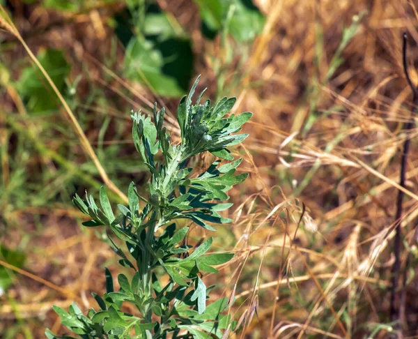 Malört Eller Artemisia Absintium Suddig Bakgrund — Stockfoto