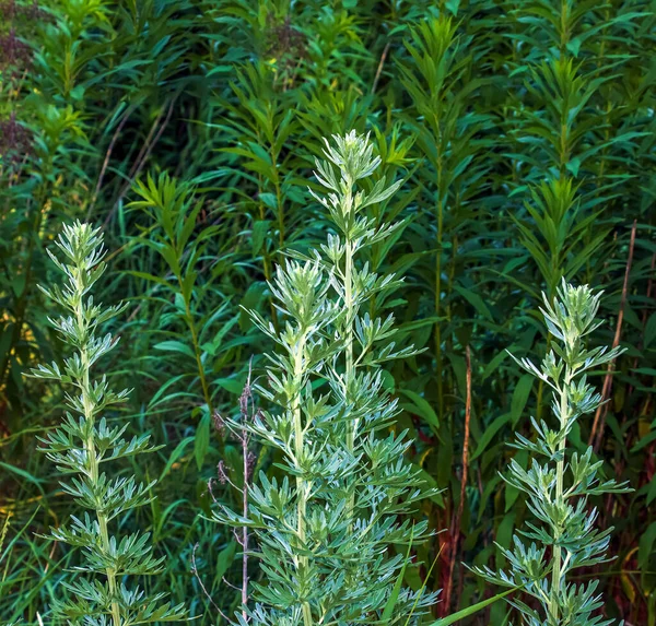 Wermut Oder Artemisia Absinthium Auf Verschwommenem Hintergrund — Stockfoto
