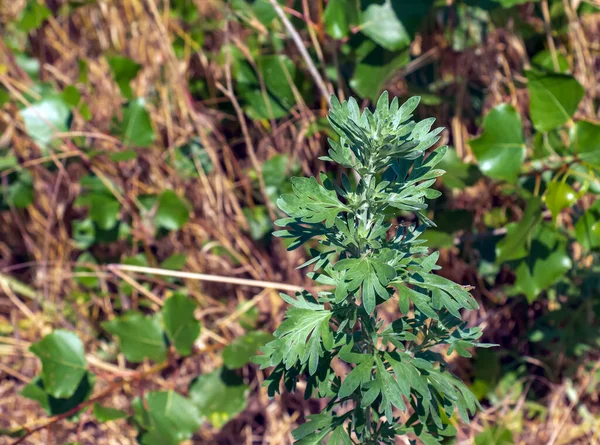 Ajenjo Artemisia Absinthium Sobre Fondo Borroso — Foto de Stock