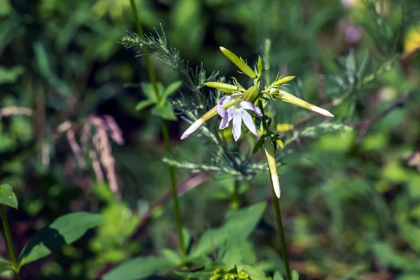 Júliusban Virágzik Saponaria Officinalis Saponaria Officinalis Közönséges Szappan Ugráló Bet — Stock Fotó
