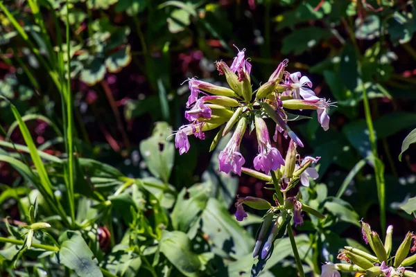 7月にはサポナリアの花を咲かせます サポナリア Saponaria Officinalis 一般的なサポナリア サポナリア 一般的なサポナリア バウンスベット カラス石鹸 野生の甘いウィリアム — ストック写真