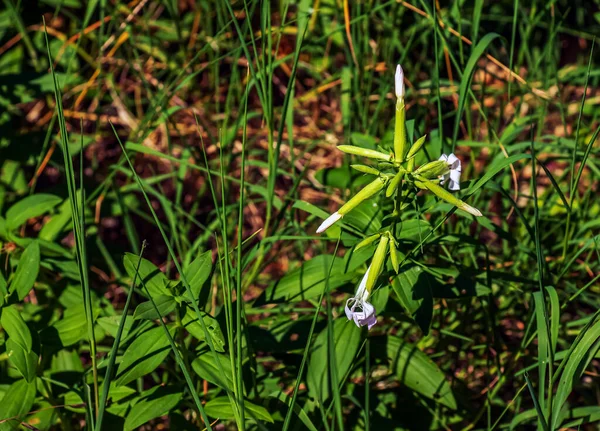 Saponaria Officinalis Цветет Июле Saponaria Officinalis Обыкновенное Мыло Прыгающее Бет — стоковое фото