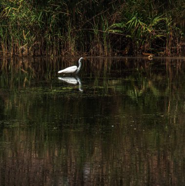 Avrupai balıkçıl, sazlıklarla dolu bir nehir koyunda beslenir. Kuş gölette yiyecek yakalar. Balıkçıl kuşunun beyaz tüyleri suya yansıyor..