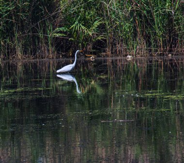 Avrupai balıkçıl, sazlıklarla dolu bir nehir koyunda beslenir. Kuş gölette yiyecek yakalar. Balıkçıl kuşunun beyaz tüyleri suya yansıyor..