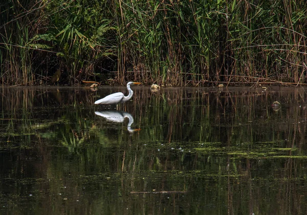 Garza Silvestre Europea Alimenta Una Entrada Río Con Cañas Pájaro — Foto de Stock
