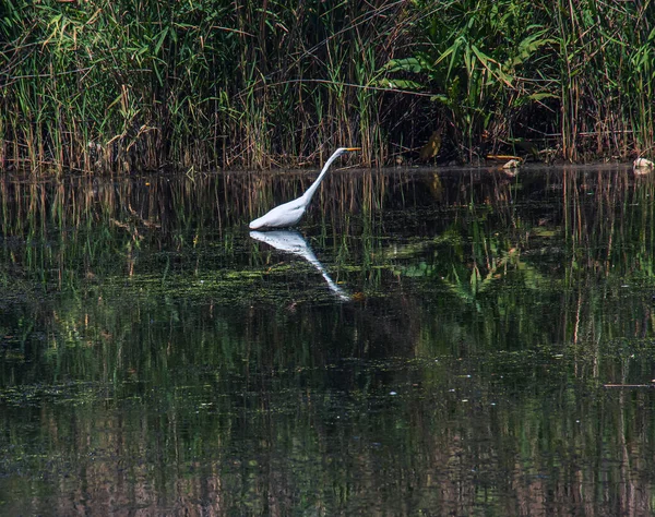 Stock image The European wild heron feeds in a river inlet with reeds. The bird catches food in the pond. The white plumage of a heron reflecting in the water.