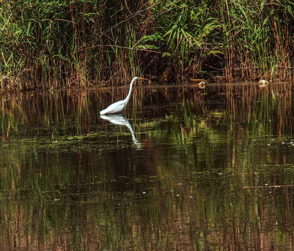 stock image The European wild heron feeds in a river inlet with reeds. The bird catches food in the pond. The white plumage of a heron reflecting in the water.