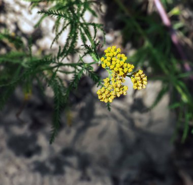 Bahçede Achillea Ageratum 'un çiçekleri, tatlı kiraz kuşu olarak da bilinir. Ayçiçeği familyasından çiçek açan bir bitki, Asteraceae..