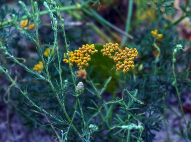 Bahçede Achillea Ageratum 'un çiçekleri, tatlı kiraz kuşu olarak da bilinir. Ayçiçeği familyasından çiçek açan bir bitki, Asteraceae..