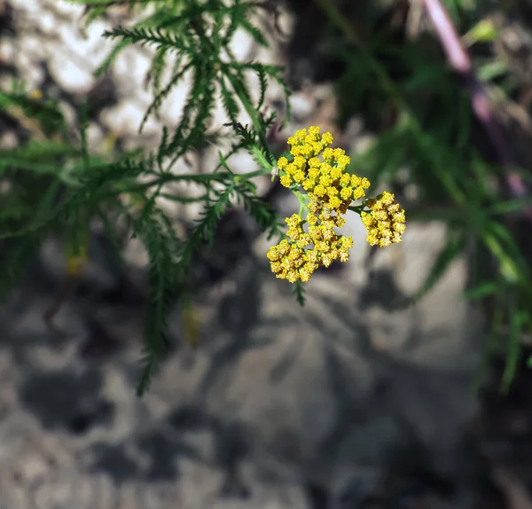정원에 아킬레아아제 야살이라고 도알려져 식물은 해바라기 Asteraceae 꽃식물이다 — 스톡 사진