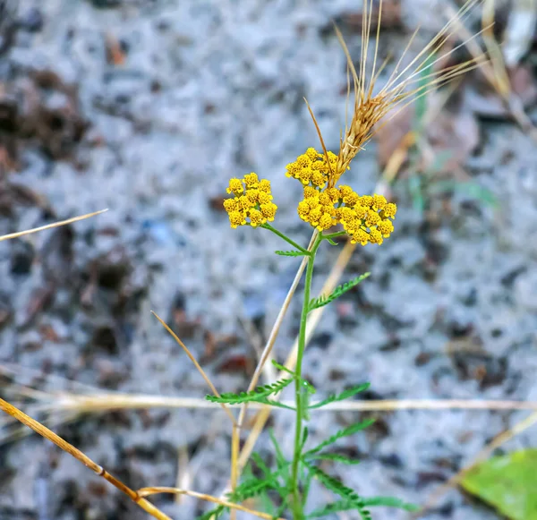 Bahçede Achillea Ageratum 'un çiçekleri, tatlı kiraz kuşu olarak da bilinir. Ayçiçeği familyasından çiçek açan bir bitki, Asteraceae..