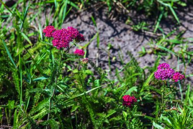 Ormanda açan pembe kiremit çiçekleri. Achillea Millefolium Cerise Kraliçesi.