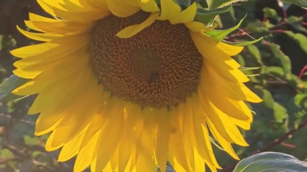 向日葵在落日的照耀下生长在田野中的向日葵的特写日落时的向日葵 — 图库视频影像