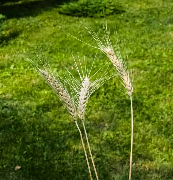艳阳高照的夏日 麦穗在青草的衬托下泛黄 — 图库照片