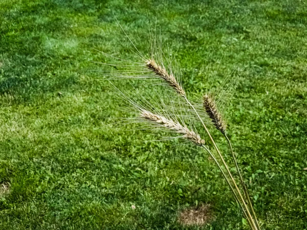Жовті Вуха Пшениці Фоні Зеленої Трави Яскравий Сонячний Літній День — стокове фото