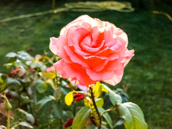 Close Uma Rosa Rosa Jardim Verão Durante Pôr Sol Nascer — Fotografia de Stock