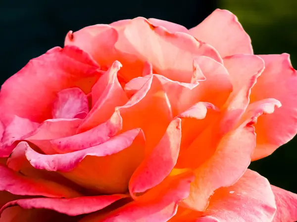 Zbliżenie Różowej Róży Ogrodzie Lecie Zachodzie Lub Wschodzie Słońca — Zdjęcie stockowe