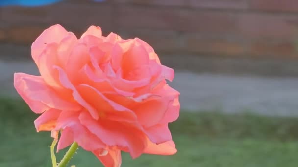 在花园里和夏天 在一朵粉红色的玫瑰上的特写 日落或日出时 — 图库视频影像