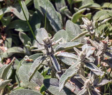 Lamb 'in kulağı Stachys L veya Gümüş Halı. Devamlı yeşil halı, gri-beyaz, yumuşak, yün yapraklı yoğun bir hasırdır. Eliptik yapraklar çarpıcı bir zemin oluşturur..