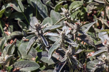 Lamb 'in kulağı Stachys L veya Gümüş Halı. Devamlı yeşil halı, gri-beyaz, yumuşak, yün yapraklı yoğun bir hasırdır. Eliptik yapraklar çarpıcı bir zemin oluşturur..