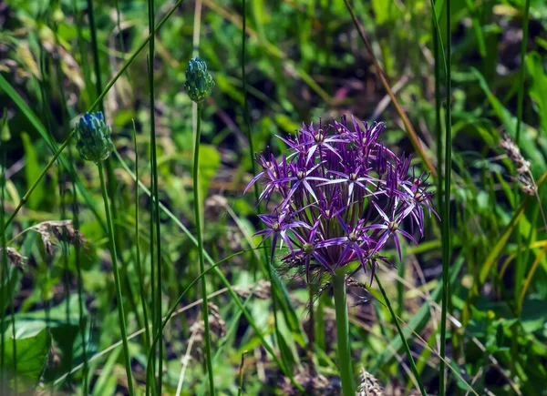 Μωβ Λουλούδι Allium Cristophii Ανθίζει Την Άνοιξη Αντιγραφή Χώρου Επιλεκτική — Φωτογραφία Αρχείου