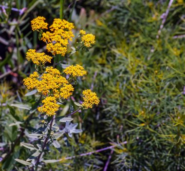 Çiçekli sarı yaroşlar, bilimsel adı Achillea arabica