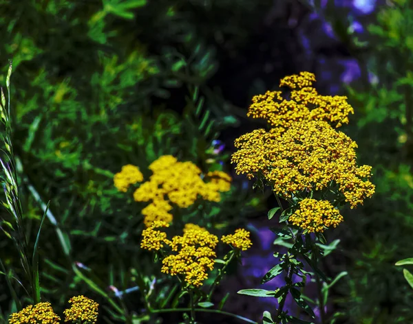 Kvetoucí Žluté Příze Vědecký Název Achillea Arabica — Stock fotografie