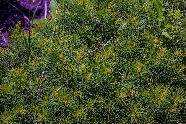Цветущие Желтые Яррочки Научное Название Achillea Arabica — стоковое фото