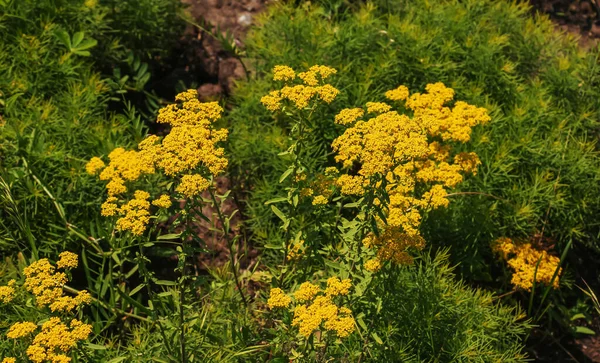 Blooming Yellow Yarrows Scientific Name Achillea Arabica — Stock Photo, Image
