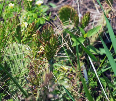 Dikenli armut kaktüsü ya da bahçedeki opuntia nemfusa.