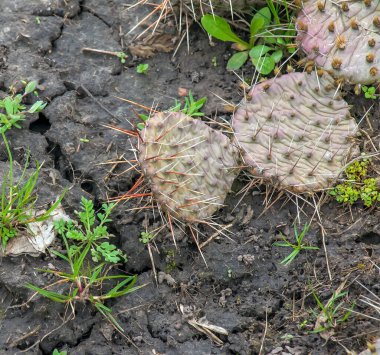 Dikenli armut kaktüsü ya da bahçedeki opuntia nemfusa.