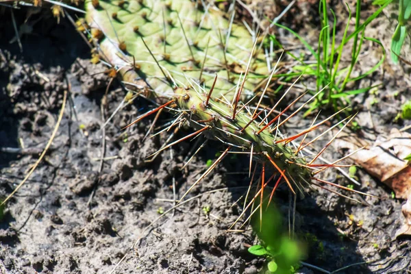 Cactus Pera Espinosa Opuntia Humifusa Jardín — Foto de Stock