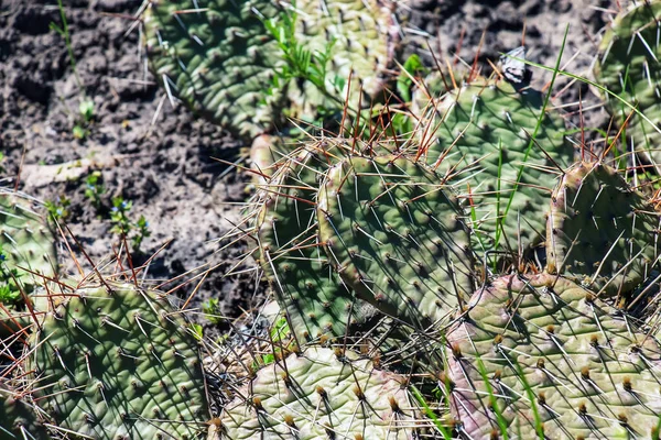 Pichlavý Hruškový Kaktus Nebo Opuntia Humifusa Zahradě — Stock fotografie