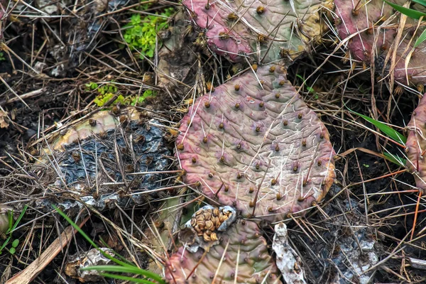 Cactus Pera Espinosa Opuntia Humifusa Jardín — Foto de Stock