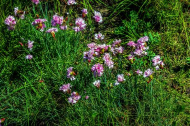Pembe, pembe, bahçe pembesi ya da yaban pembesi ya da bahçesinde püsküllü kenarları olan simetrik taç yaprakları olan dianthus plumarius. Çiçek arka planı