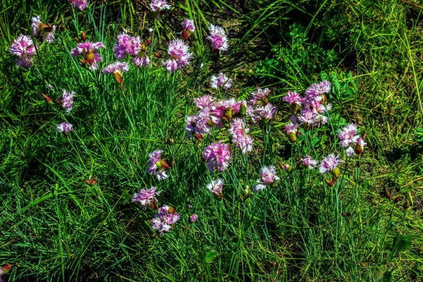 Pembe, pembe, bahçe pembesi ya da yaban pembesi ya da bahçesinde püsküllü kenarları olan simetrik taç yaprakları olan dianthus plumarius. Çiçek arka planı
