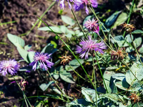 Psephellus Marschallianus Centaurea Marschalliana Compositae Wild Plant Shot Early Summer — Stock Photo, Image