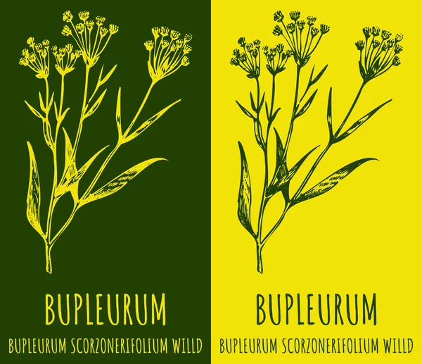 Bupleurum 'un vektör çizimi. El çizimi çizimi. Latince adı Bupleurum scorzonerifolium..