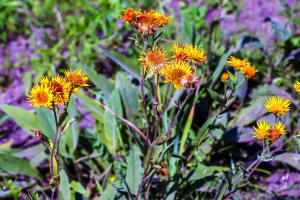 Valuable Medicinal Plant Inula Helenium Grows Wild — Φωτογραφία Αρχείου