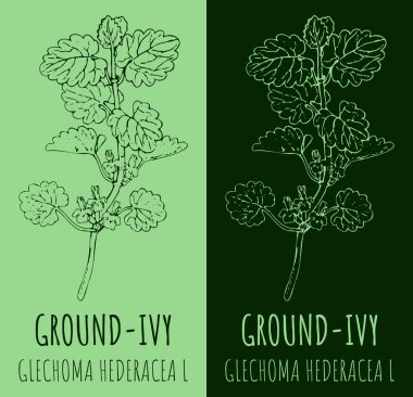 Vektör taban sarmaşığı çiziyor. El çizimi çizimi. Latince adı GLECHOMA HEDERACEA L.
