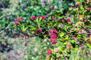 Kestane yaprakları ve kırmızı böğürtlenli bir çalılığa yakın çekim Physocarpus opulifolius.