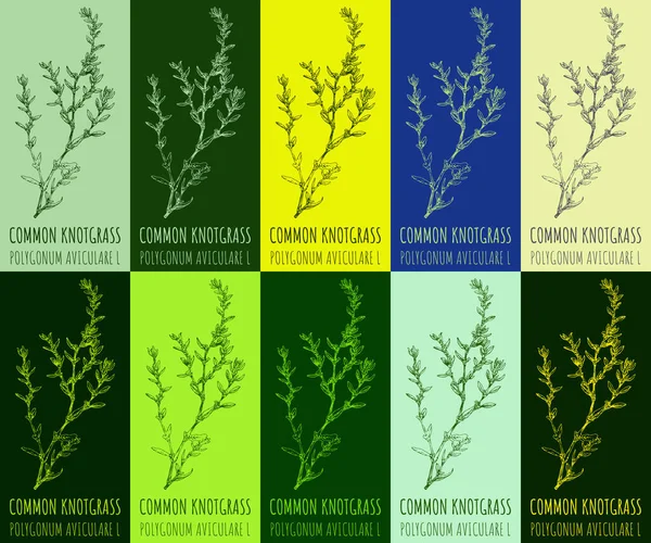 stock image Set of drawing COMMON KNOTGRASS in various colors. Hand drawn illustration. The Latin name is POLYGONUM AVICULARE L.