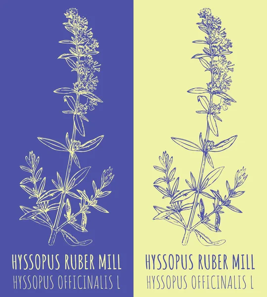 Hyssopus Ruber Rajza Kézzel Rajzolt Illusztráció Latin Név Hyssopus Officinalis — Stock Fotó