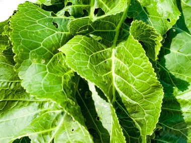 Yaban turpu yaprakları üst manzarayı kapatır. Yeşil yaban turpu yapraklarının tonlanmış arka planı. Yabanturpu yaprakları salatalıkların korunması için baharat olarak kullanılır..